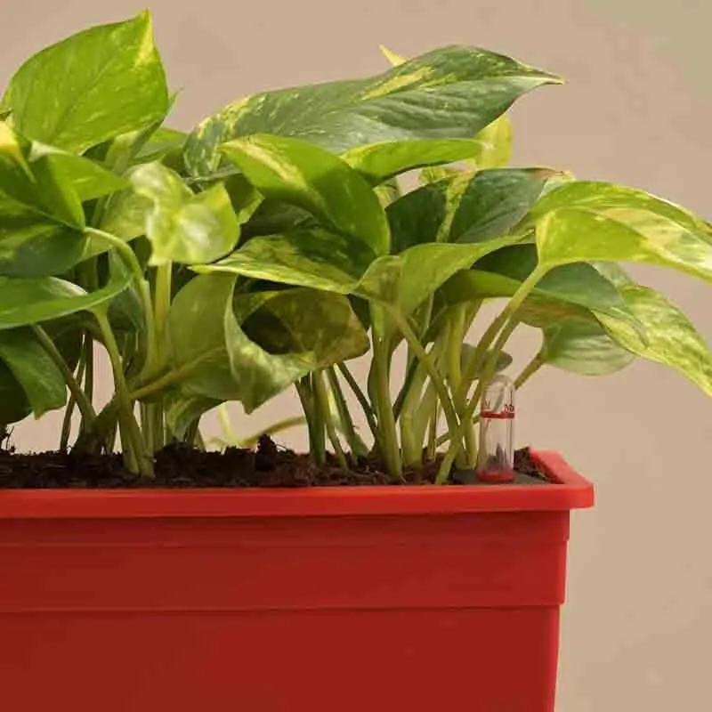 Ugaoo Money Plant Variegated - Set of 2 media 3