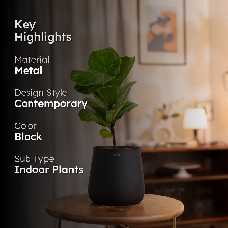 Kyari Fiddle Fig Plant With Metal Self Watering Pot - Black media 2