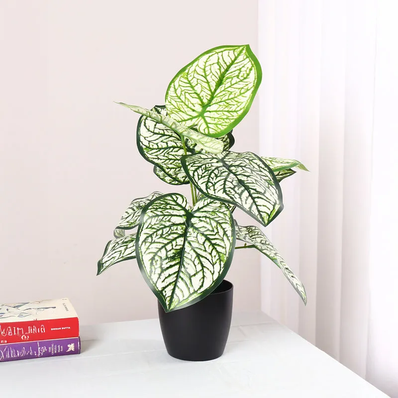 Calena Artificial Caladium With Black Plastic Pot - White media 3