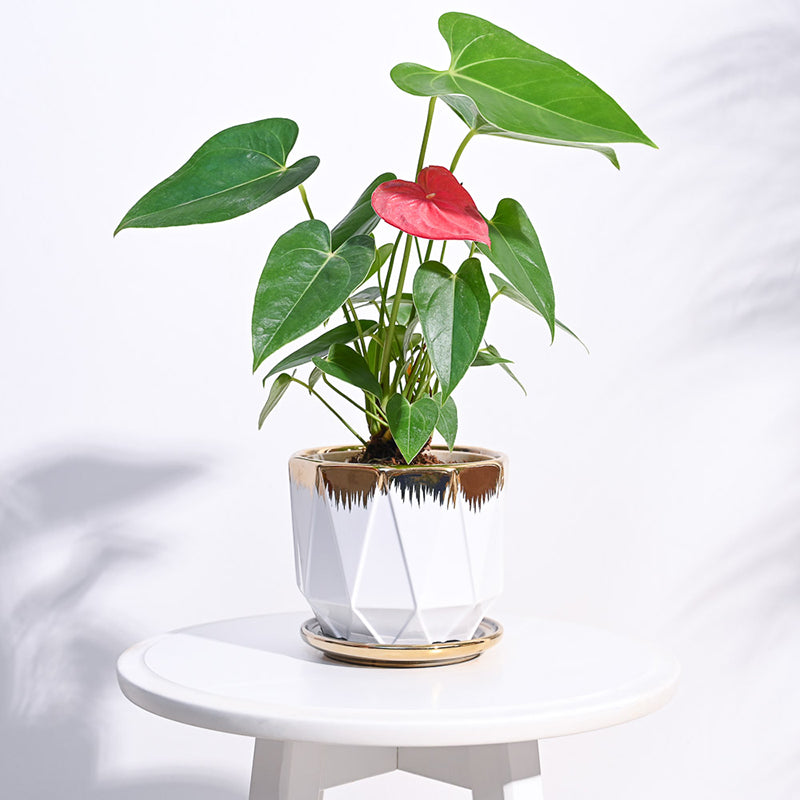 Ugaoo Geometri Ceramic Planter - White media 2