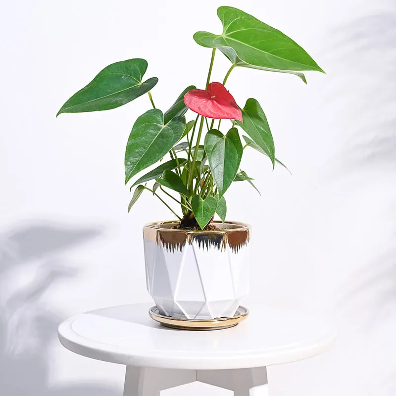 Ugaoo Geometri Ceramic Planter - White media 2