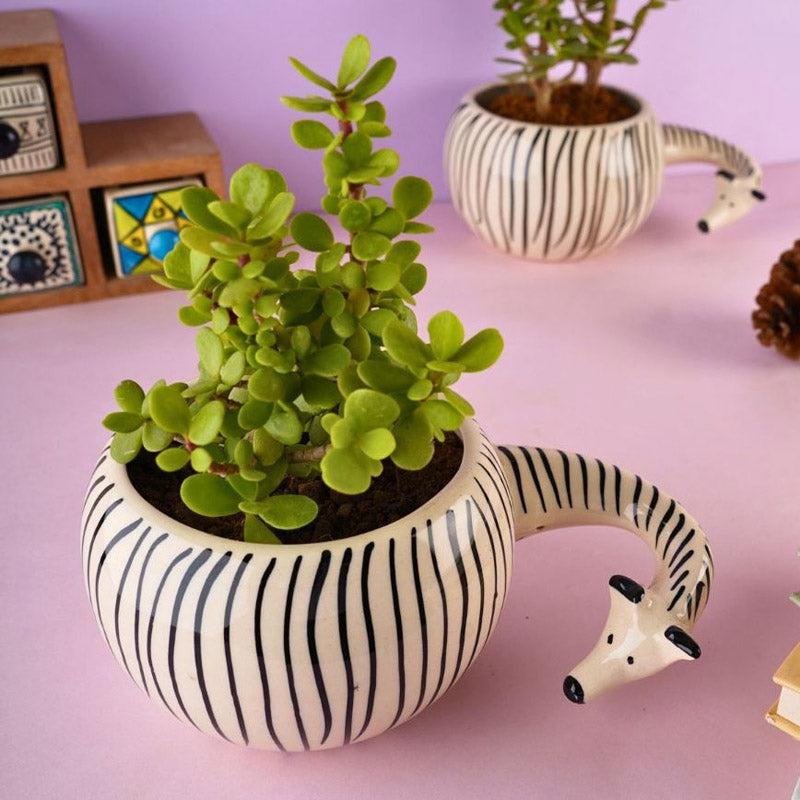Zebra Zola Planter media 2