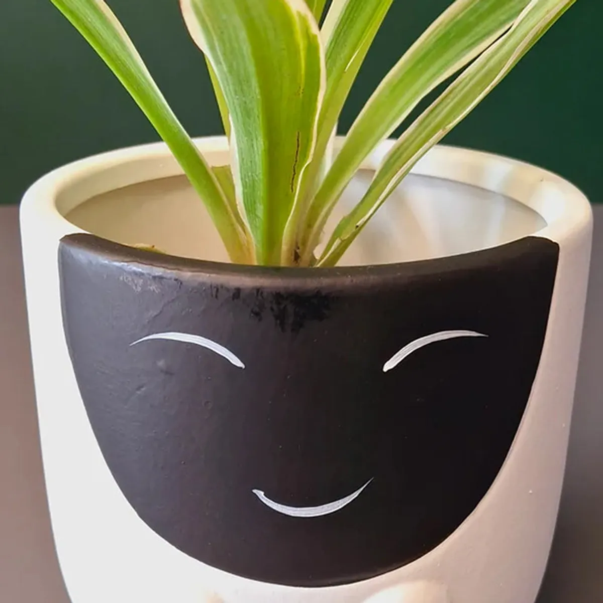 Top angled view of white planter with black face and green leaves