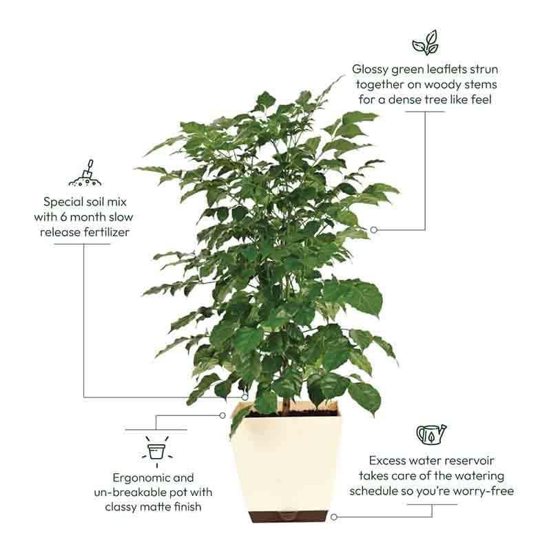 Ugaoo The China Doll Plant - 3.7 ft media 5