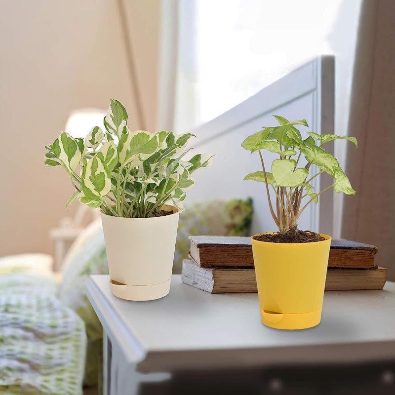 Live Plants