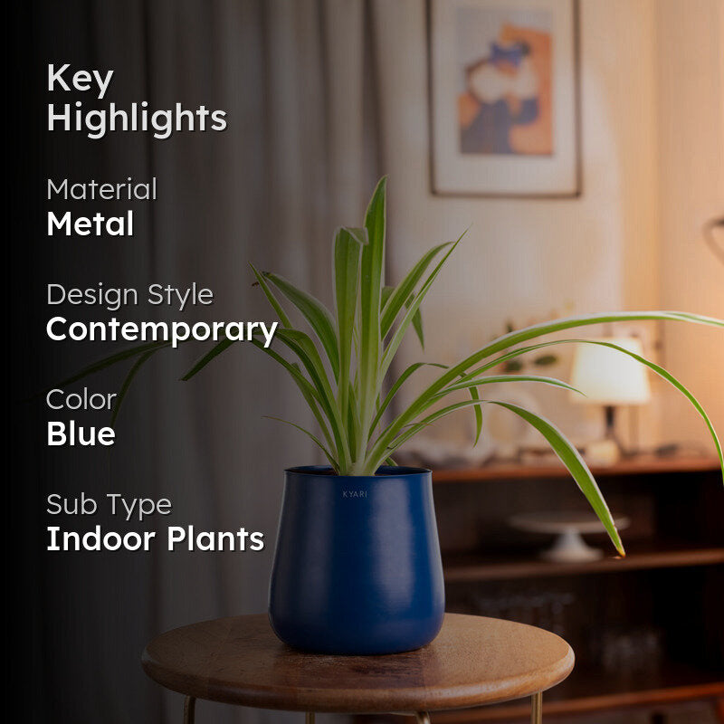 Kyari Spider Plant With Metal Self Watering Pot - Blue media 2