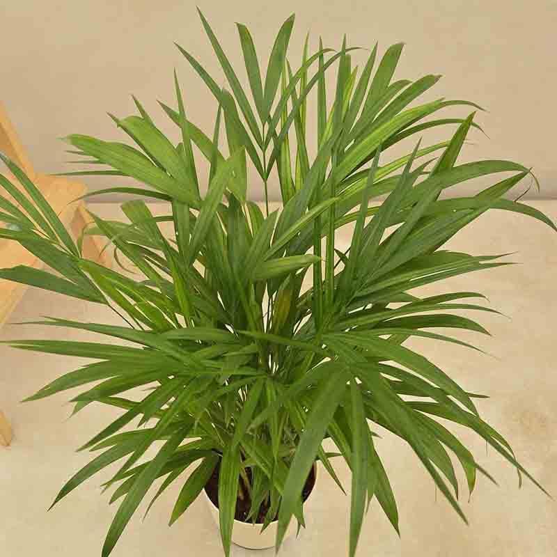 Ugaoo Lush Green Areca Palm Live Plant media 4