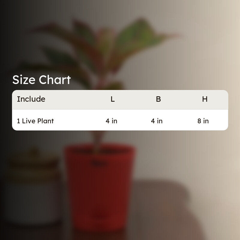 Ugaoo Aglaonema, Rubber Indoor Live Plants With Pot - Set Of Two media 6