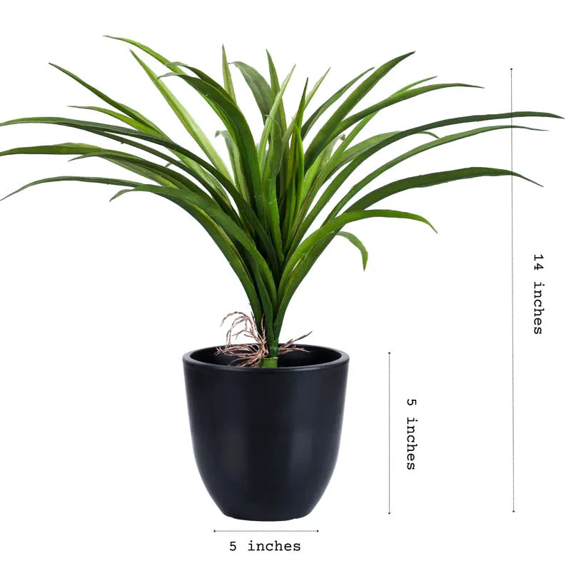 Artificial Dracaena Plant With Black Plastic Pot - 1 Feet media 5