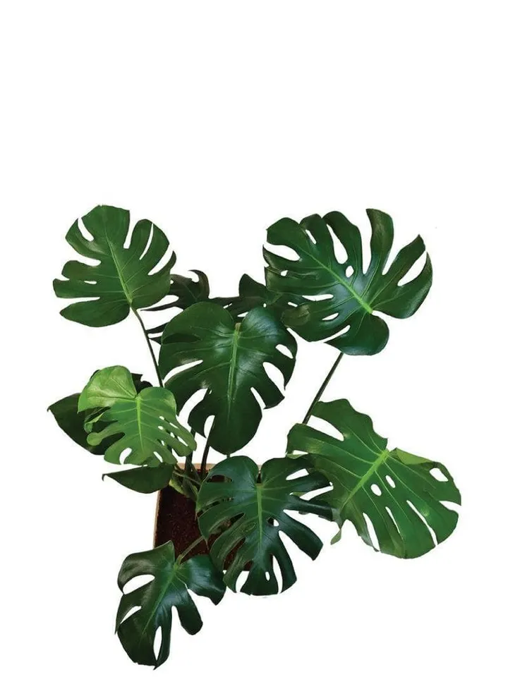 Ugaoo Monstera Deliciosa Plant - 3.1 ft media 6
