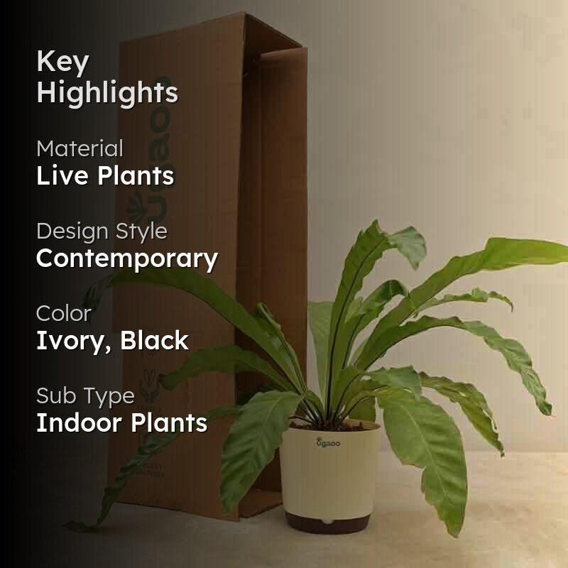 Ugaoo Bird's Nest Fern Plant media 2