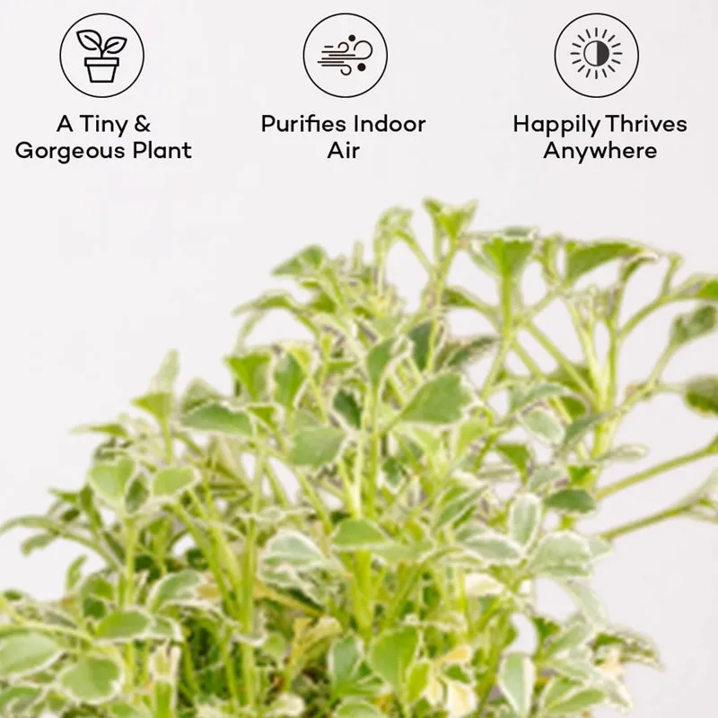 Kyari Variegated Aralia Plant With Self Watering Pot (Ivory) - 18 cm media 4