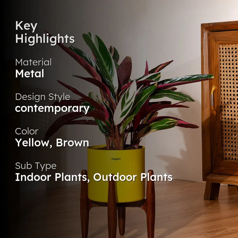 Kyari Calathea Plant With Metal Self Watering Pot (Yellow) - 2 Feet media 2