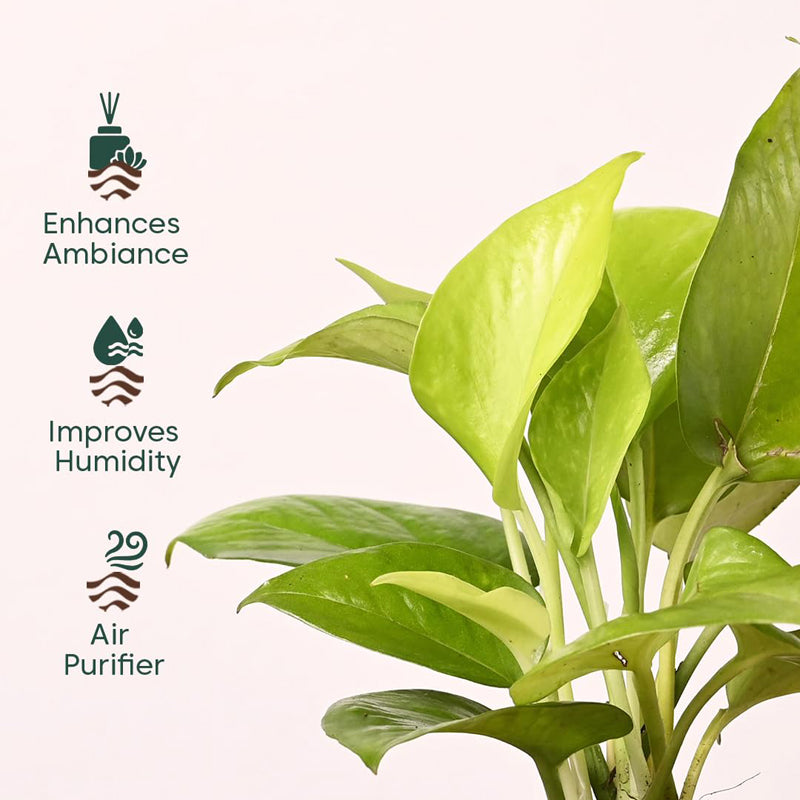Kyari Golden Pothos Plant With Self Watering Pot - Black media 3