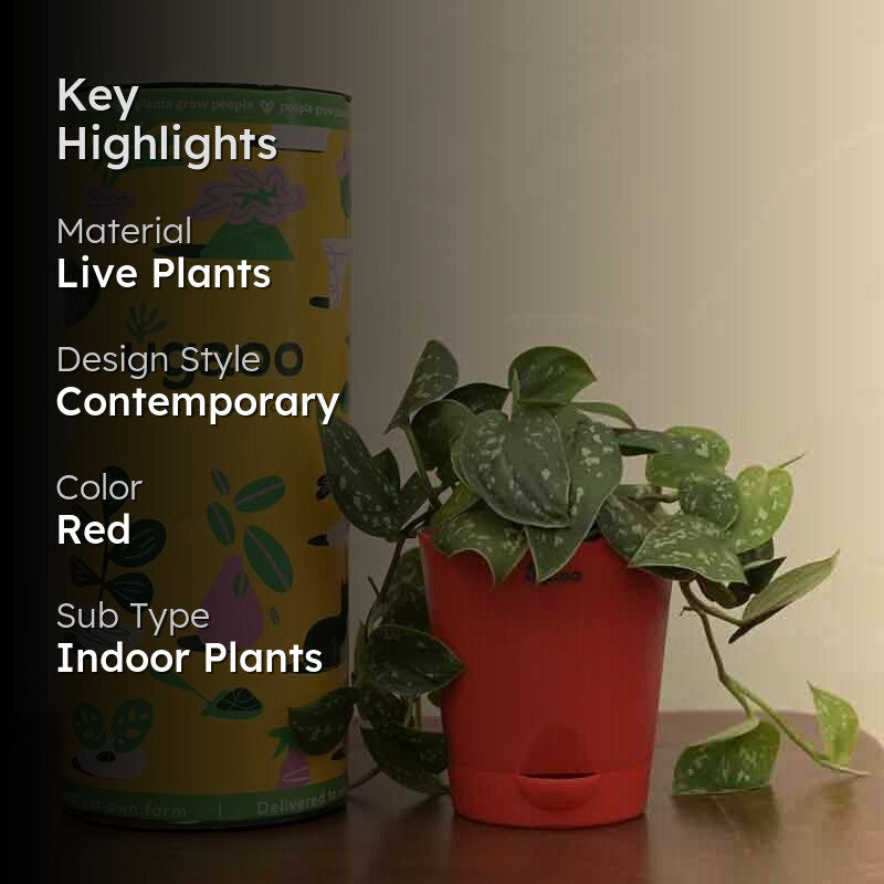 Ugaoo Satin Pothos Argyraeus Plant media 2