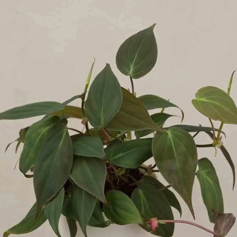 Ugaoo Philodendron Micans Plant media 3