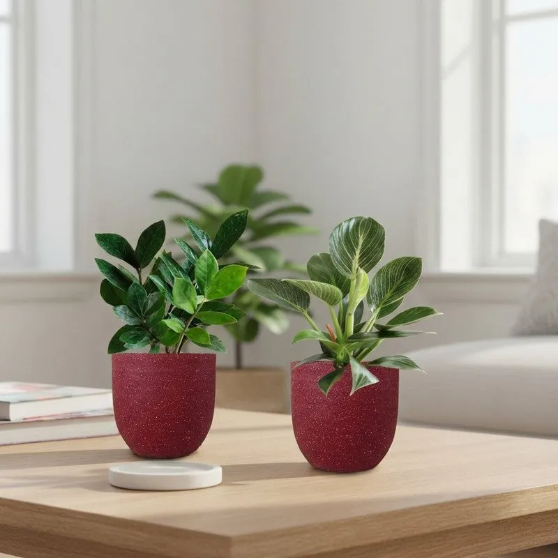 Greenkin ZZ & Birkin Live Plants (Red) - Set Of Two media 1