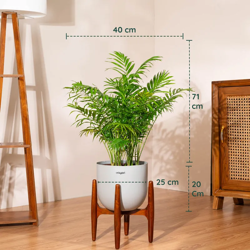 Kyari Areca Palm With Metal Self Watering Pot (Grey) - 3 Feet media 5