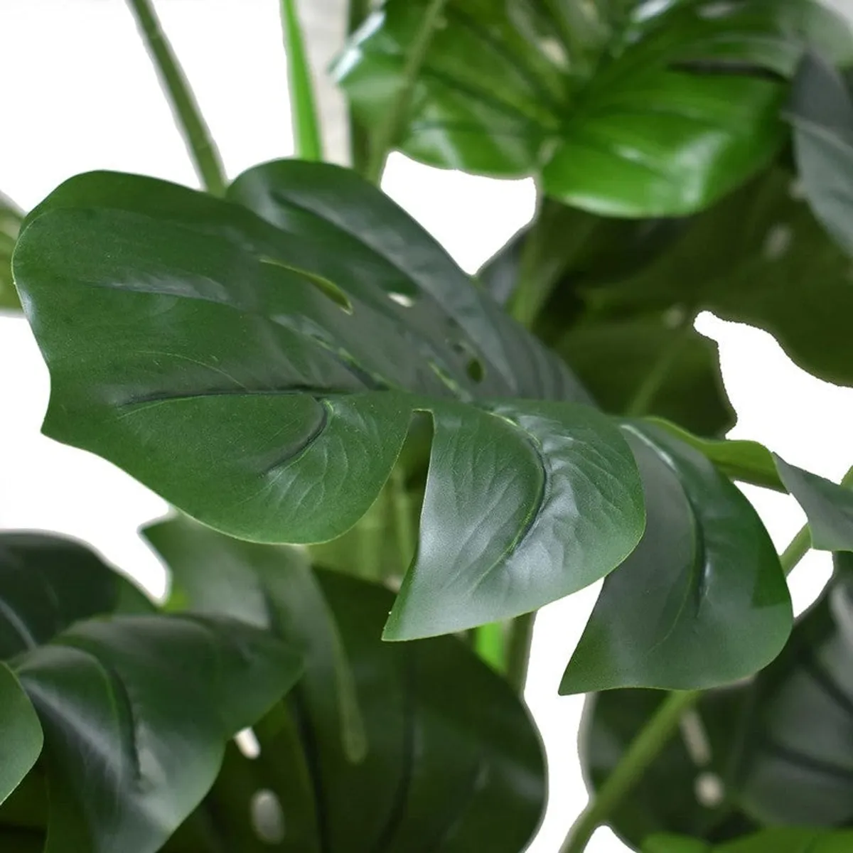 Close-up of glossy green artificial monstera leaves with natural-looking split details