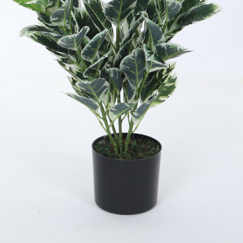 Faux Dumb Cane Plant With Black Plastic Pot - 2.79 ft media 4
