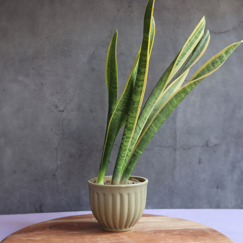 Celena Green Planter media 3