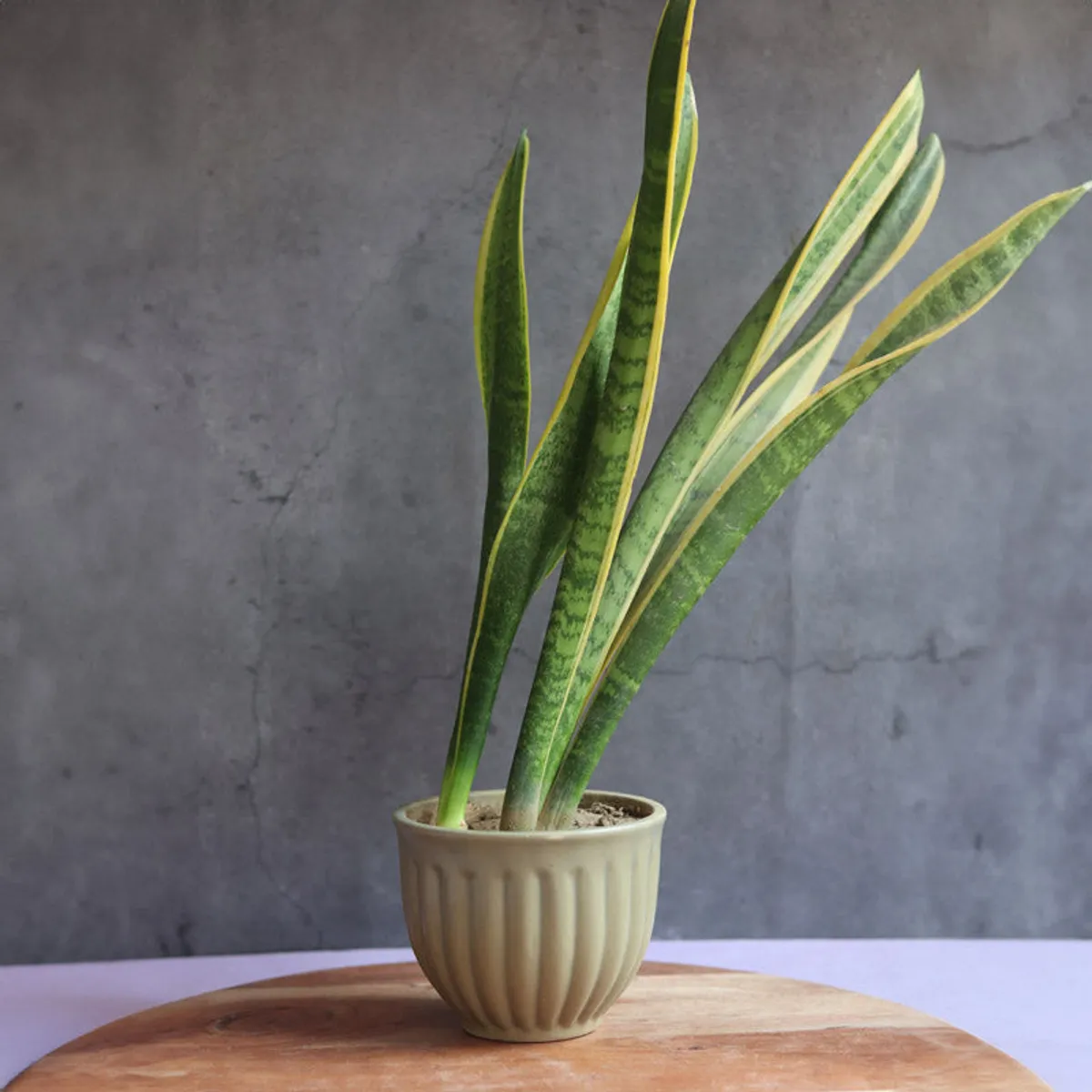 Green ribbed ceramic planter holding a tall snake plant