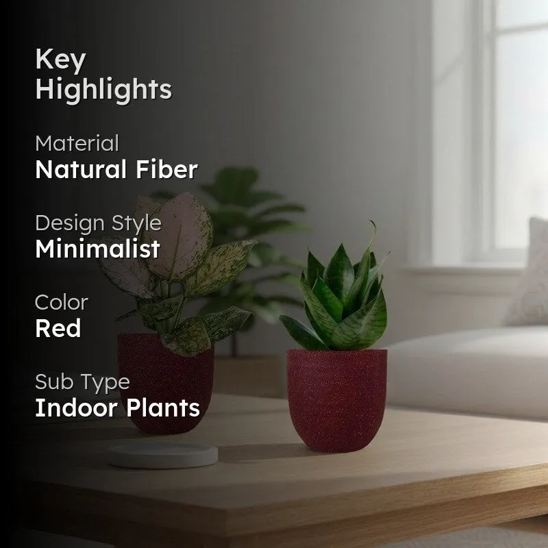 Greenkin Aglaonema Wishes & Snake Live Plants (Red) - Set Of Two media 2
