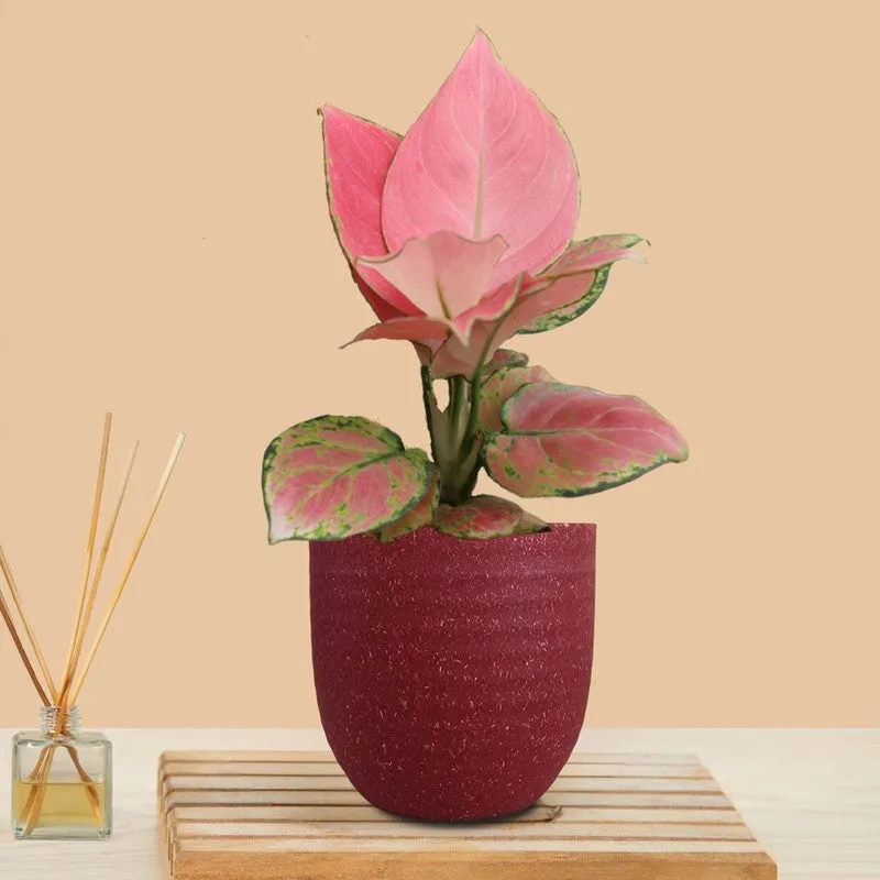 Greenkin Aglaonema Pink Live Plant - Red media 3