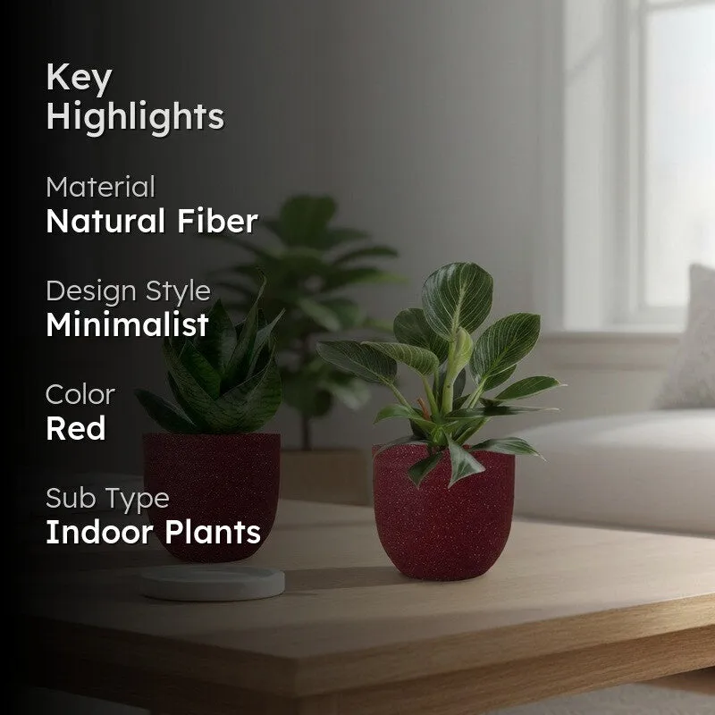 Greenkin Birkin & Snake Live Plants (Red) - Set Of Two media 2