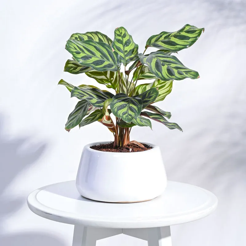 Ugaoo Tulip Fantasy 6031 White Ceramic Pot media 3