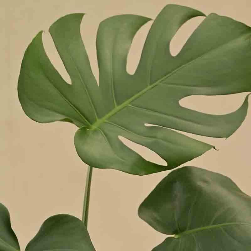 Ugaoo Monstera Deliciosa Plant media 4