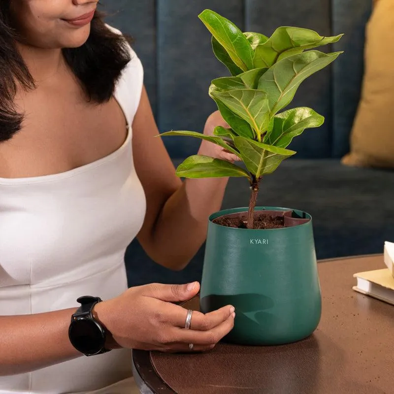 Kyari Fiddle Fig Plant With Metal Self Watering Pot - Green media 4