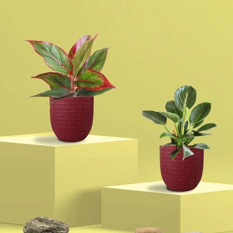 Greenkin Aglaonema Lipstick & Birkin Live Plants (Red) - Set Of Two media 3