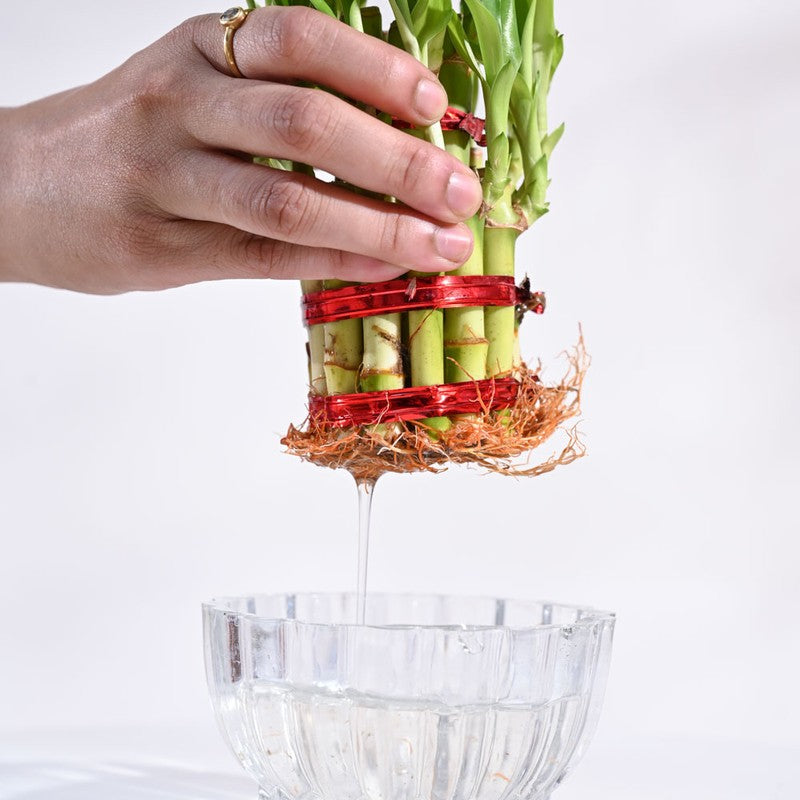 Ugaoo Lucky Bamboo Plant - 2 Layer media 5