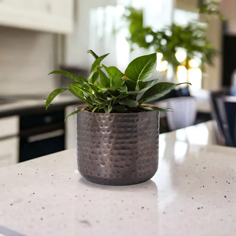Leafy plant in a hammered copper-toned planter on a light countertop