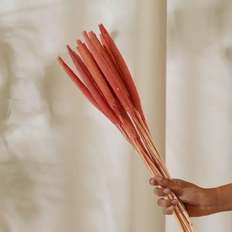 Dried Bajra Stems (2.46 ft) - Pink media 4