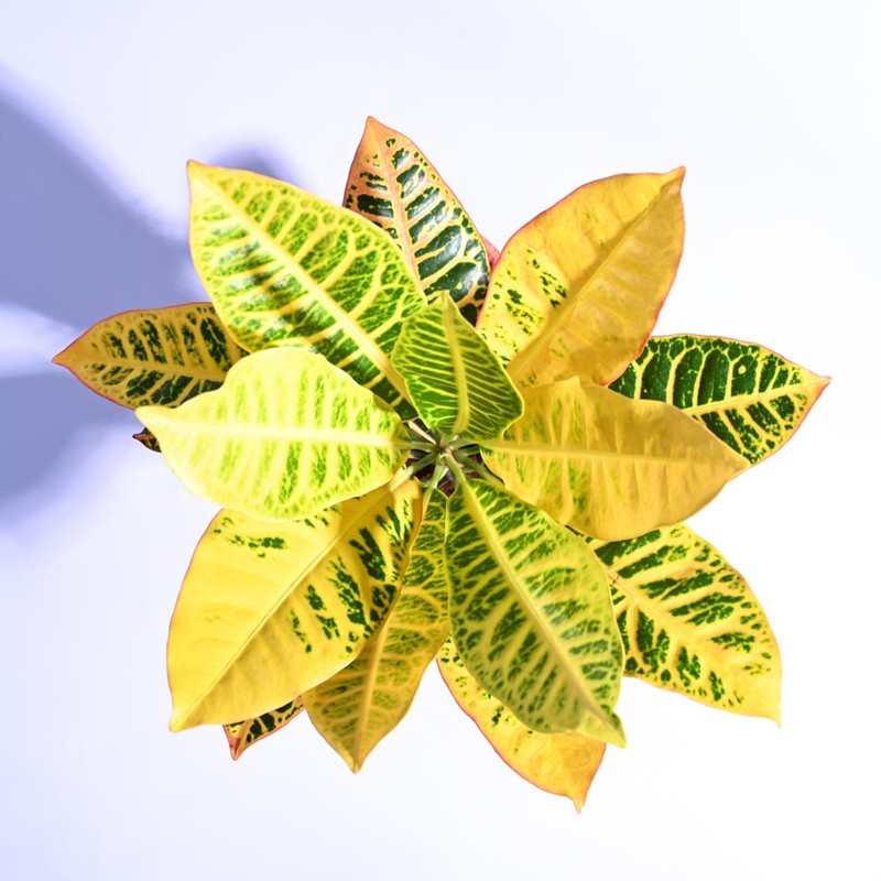 Ugaoo Croton Petra Plant media 6