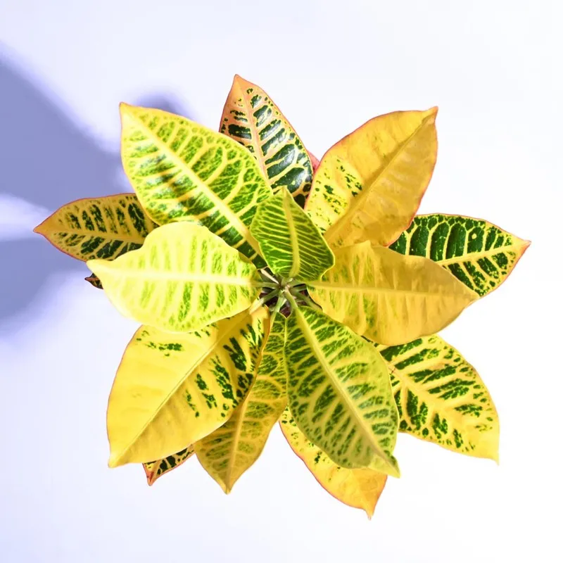 Ugaoo Croton Petra Plant media 6