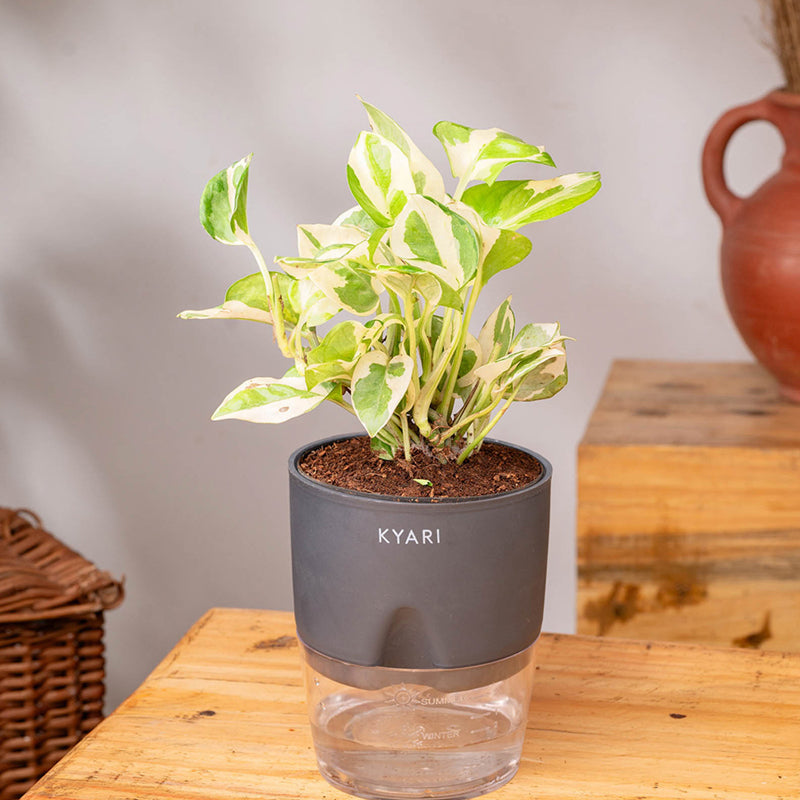 Kyari Money Plant With Self Watering Pot (Grey) - 18 cm media 4