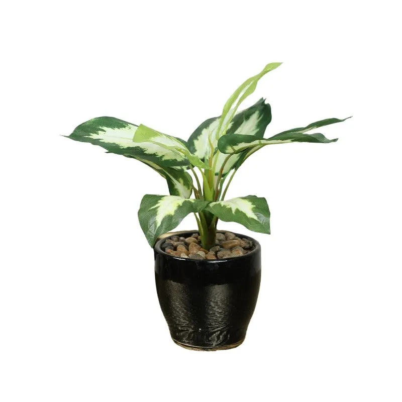 Artificial White Dieffenbachia Bonsai Plant With Ceramic Pot - 0.7 Feet media 3