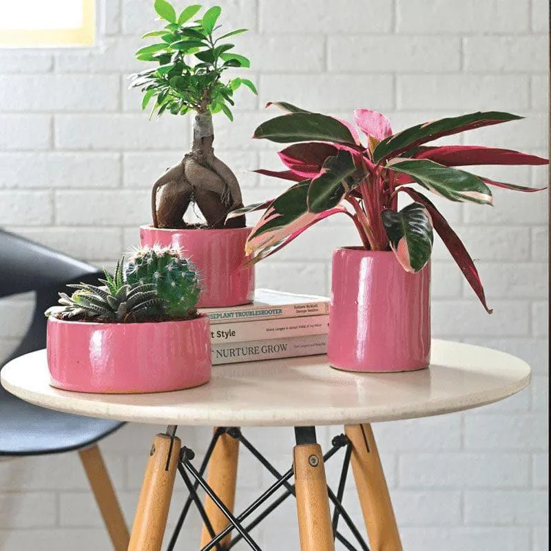 Ugaoo Lilac Stories Ceramic Pot (Magenta) - Set Of Three media 3