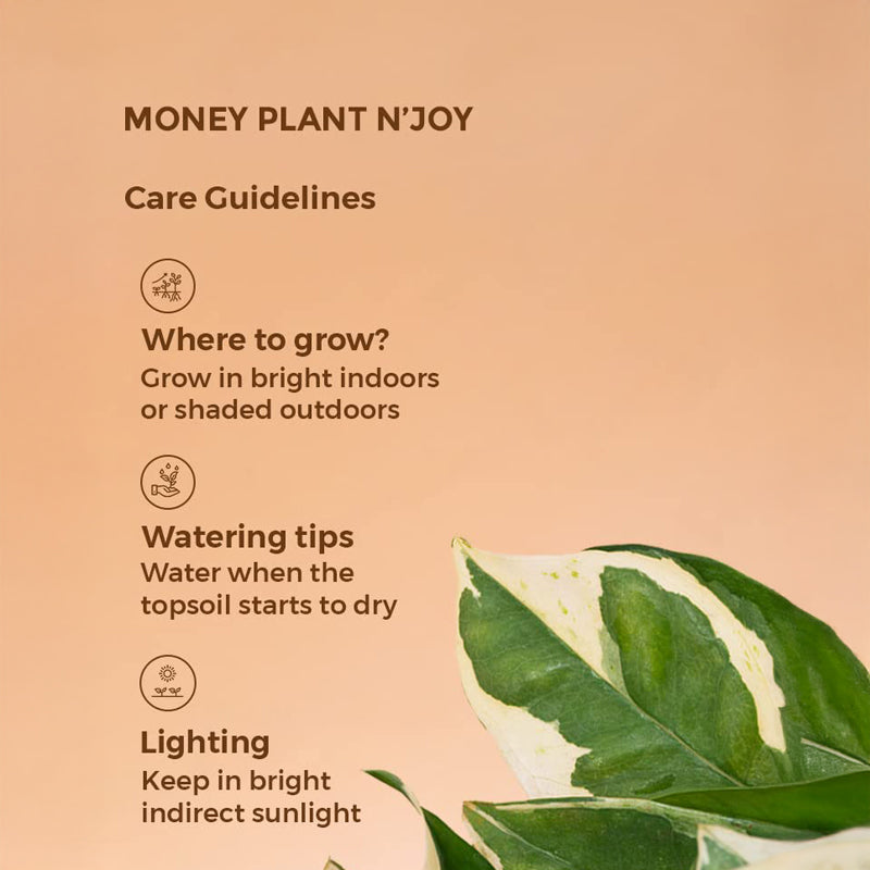 Kyari Viridian Money Plant With Self Watering Pot - Black media 7