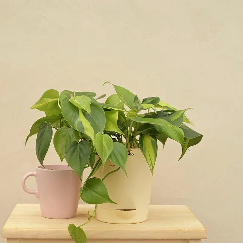 Ugaoo Philodendron Oxycardium And Variegated Live Plant media 1
