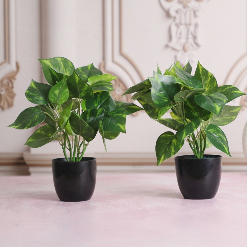 Artificial Money Plant With Black Plastic Pot - Set Of Two