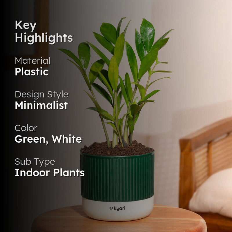 Kyari Zamia Green with Self Watering Pot - Green media 2
