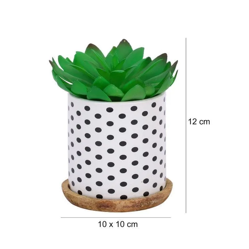 Faux Gasteria In Polka Pot - 11 cms media 4