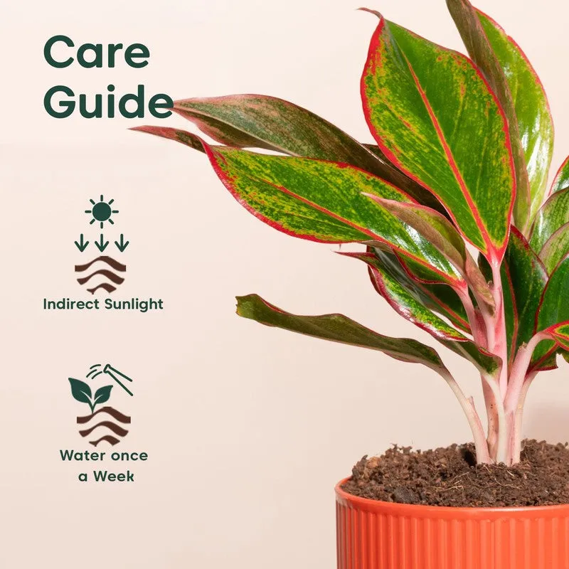 Kyari Agalonema Lipstick Plant with Self Watering Pot - Orange media 5