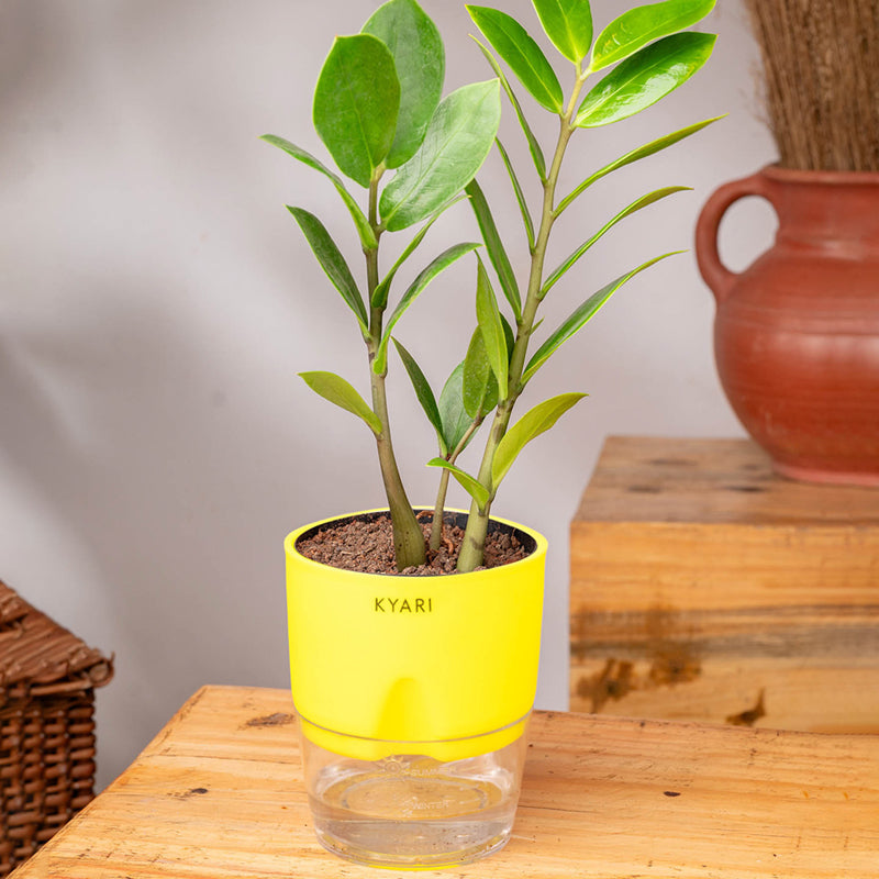Kyari Zamioculcas Zamiifolia (ZZ) Plant With Self Watering Pot (Yellow) - 18 cm media 3