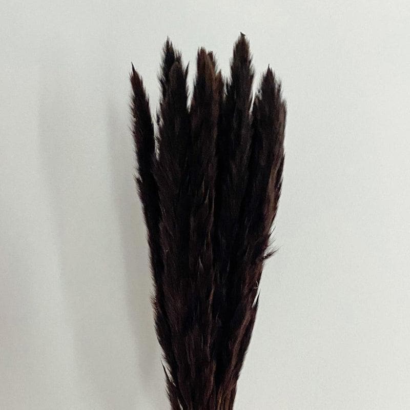 Mini Naturally Dried Pampas Stems (Black) - Set Of Ten media 3