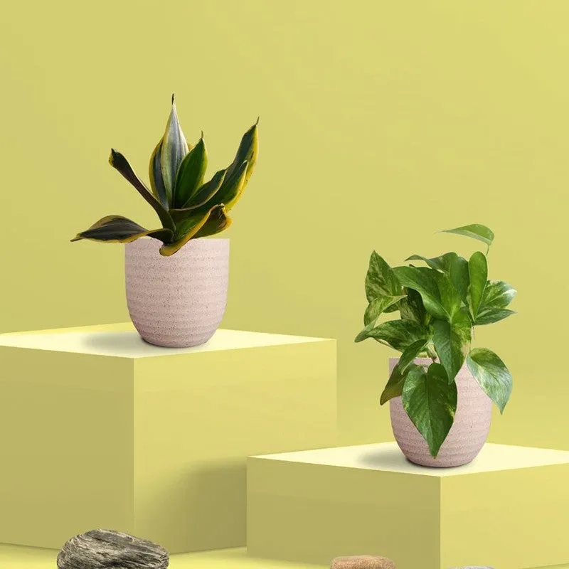 Greenkin Money Plant Gold King & Golden Snake Live Plants (Ivory) - Set Of Two media 3